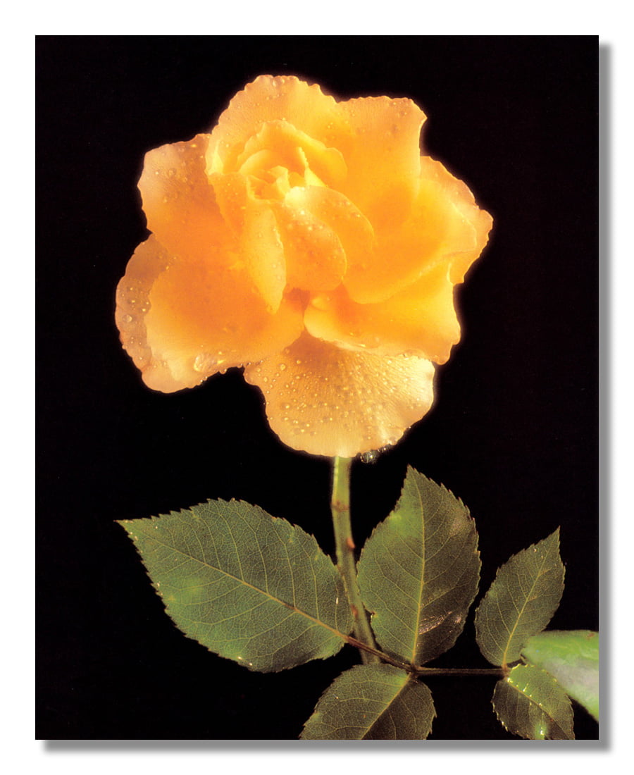 Red Stem Rose Flower Bouquet in White Vase Photo Wall Picture 8x10 Art Print 