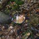 thumbnail image 5 of 2 Inch Magnifying Dome - Portable Paperweight 8x Magnifier Clear Reading Aid Magnifying Glass Dome, 5 of 5