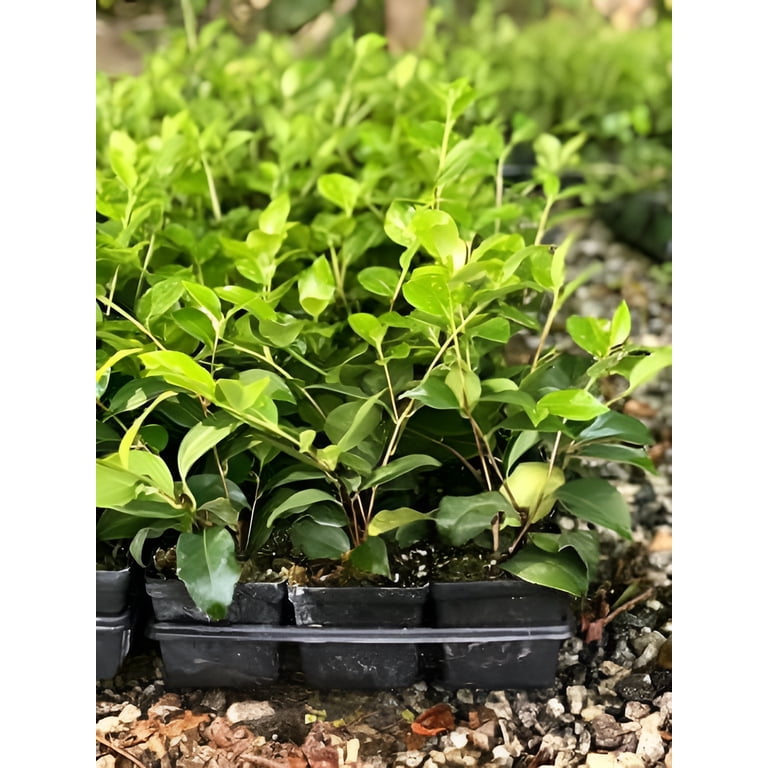 Outdoor Tricolor Camellia Japonica Live Plant - 1 QT Nursery Pot -  Walmart.com
