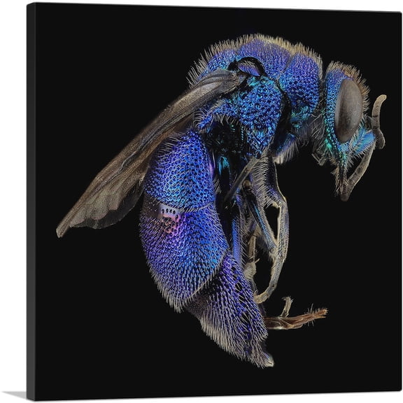 ARTCANVAS Blue Wasp Insect Home decor Canvas Art Print - Size: 18" x 18" (0.75" Deep)