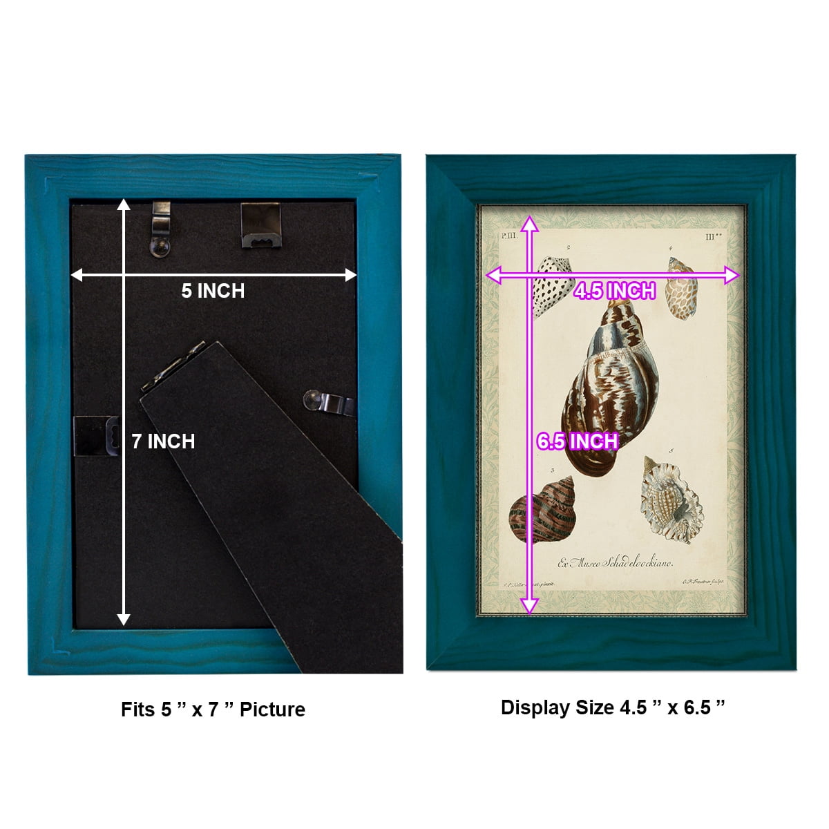 Bookplate Shells VII - Framed Print w/glass - Ocean Blue