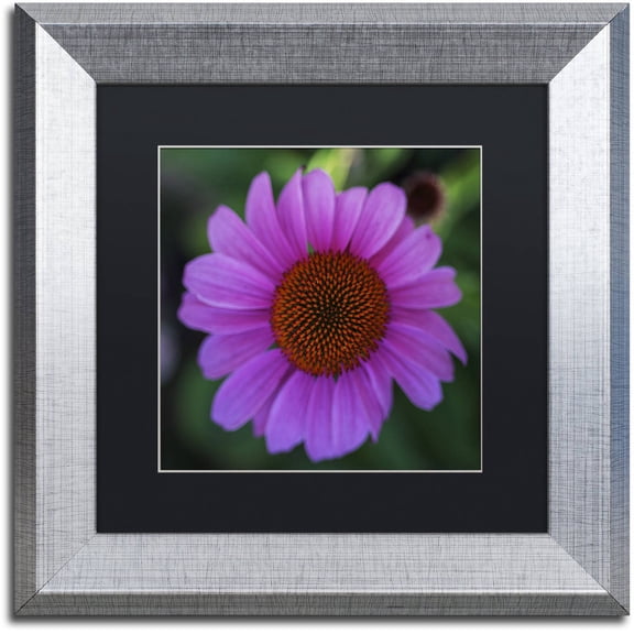 Trademark Fine Art "Purple Coneflower" Canvas Art by Kurt Shaffer, Black Matte, Silver Frame