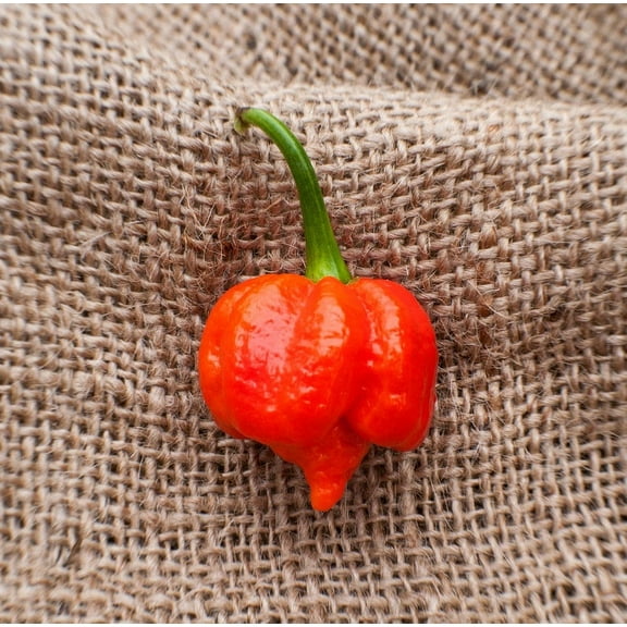 Moruga Variant Trinidad Scorpion Heirloom Pepper Premium Seeds Packet, World Record Holder