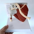 thumbnail image 3 of Muscle Shoulder Model, Human Anatomy Right Shoulder Joint Muscle Model, Doctor Office and Classroom Anatomy Model, 3 of 5