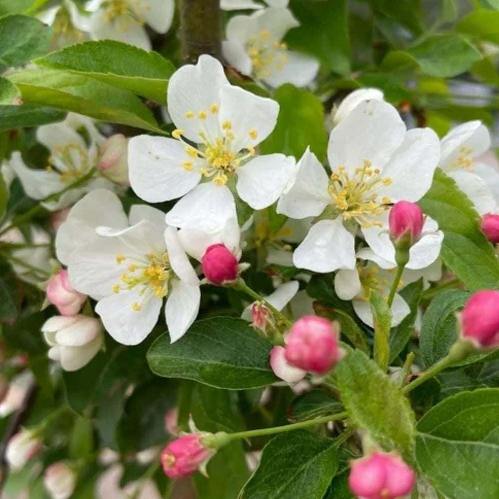 Expert Gardener 1.5- 2 ft tall Winesap Apple Live Tree in 1-Gallon Grower Pot