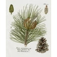 thumbnail image 2 of Donovan, Kelly 15x18 Gold Ornate Wood Framed with Double Matting Museum Art Print Titled - Botanical Spruce, 2 of 4