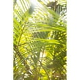 thumbnail image 3 of Millet, Karyn 11x14 Black Modern Framed Museum Art Print Titled - Palm Fonds II, 3 of 5
