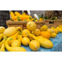 Seed Pack = =Golden Crookneck Squash- 20 seeds- -Heirloom -Short Season = Serendipity Seeds