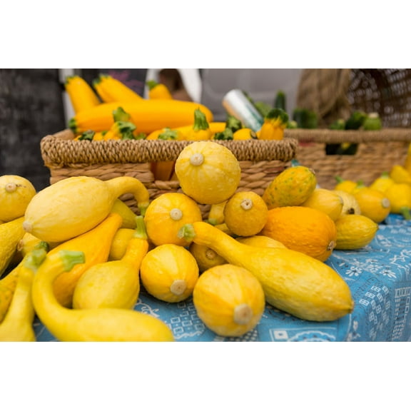 Seed Pack = =Golden Crookneck Squash- 20 seeds- -Heirloom -Short Season = Serendipity Seeds