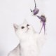 thumbnail image 3 of Juguete de simulación de pájaro para gato, banda elástica interactiva para colgar en la puerta, manos libres, accesorios para gato, 3 of 4