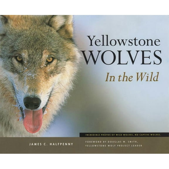 Yellowstone Wolves in the Wild (Paperback)