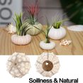 thumbnail image 4 of Lutabuo Sea Urchin Air Pineapple Shells Conch Aquarium Bonsai Mediterranean Seashells De, 4 of 9