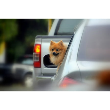 Lovely Dog Print - Canvas Print Puppy Animal Pet Cute Lovely Dog Love Stretched Canvas 10 x 14