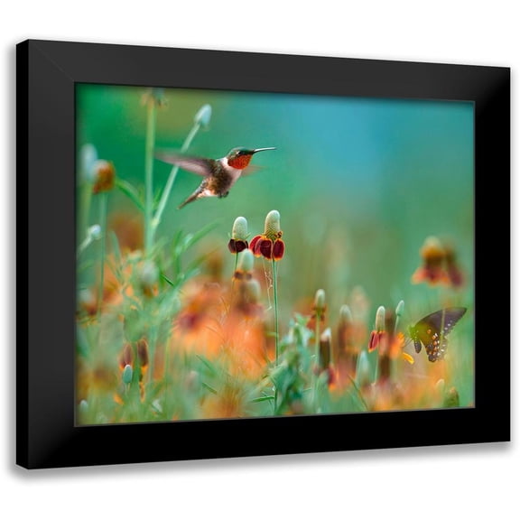 Fitzharris, Tim 13x12 Black Modern Framed Museum Art Print Titled - Ruby Throated Hummingbird among Mexican Hat Wildflowers