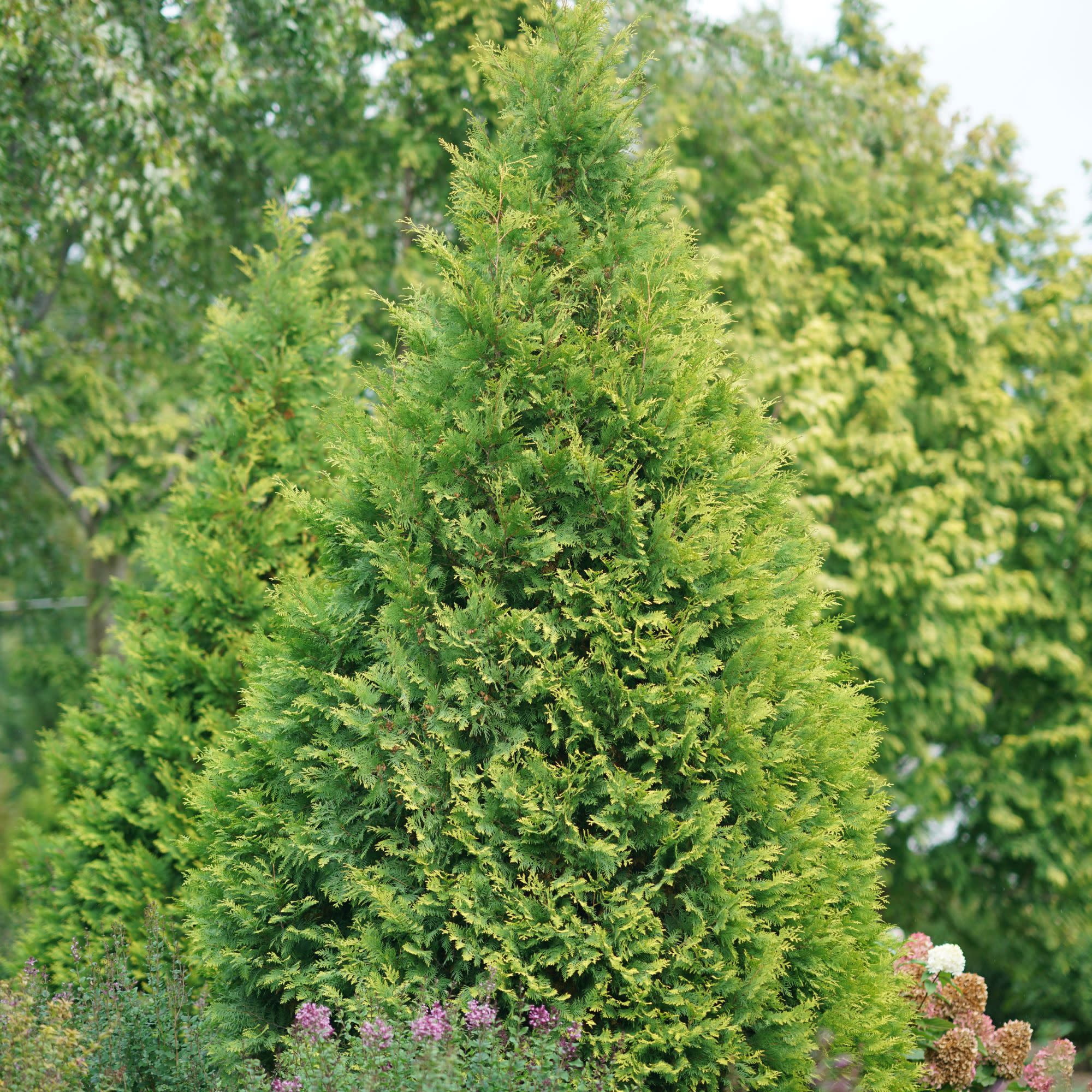 Proven Winners ColorChoice 5" Yellow Polar Gold Arborvitae Live Plant in 4.5" Pot (4 Count)