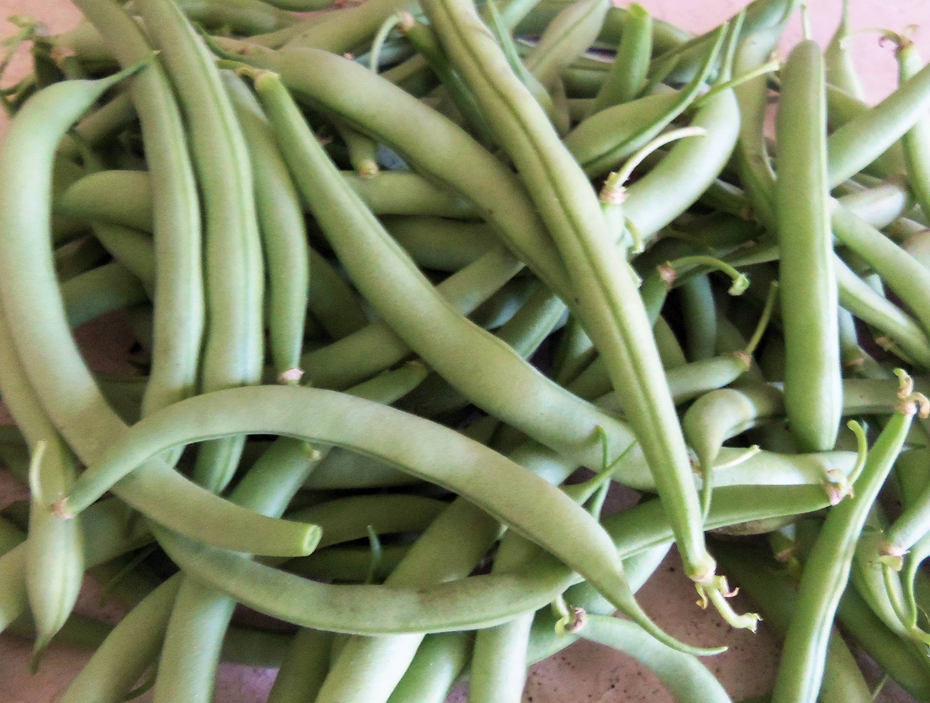 Great Yields Free Ship freezing or canning Good for fresh use Big Boy Cowpea 