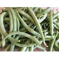 thumbnail image 2 of Bean SEEDS --Contender Bush Bean- 100 seeds- 6-8 inch stringless pods produce a week ahead of other beans-  Tasty fresh canned or Frozen, 2 of 4