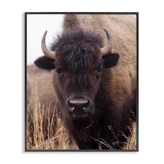 Stupell Industries Farmhouse Tall Grass Bison Portrait Country Cattle Autumn Photography Black Framed Giclee Art, 11 x 14, by Debra Van Swearingen