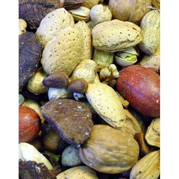 Higgins Snack Attack Boca Nuts Large Hookbill Bird Treat, 20 Lb