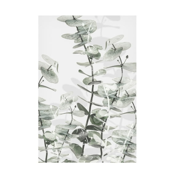 Pictufy Studio III 'Eucalyptus 1' Canvas Art - 12 x 19 Inches