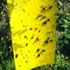 thumbnail image 4 of Limited time offer!20Pcs Strong Traps Sticky Board Catching Aphid Pest, 4 of 8