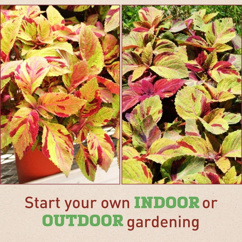 Harris Seeds Mighty Mosaic Coleus, Colorful Foliage Plant for Containers and Garden Beds, 100 Count