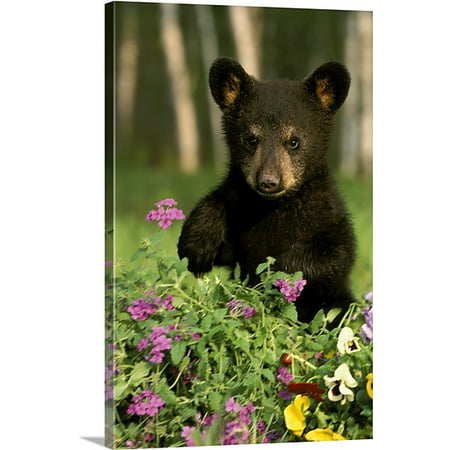 Great Big Canvas Michael Deyoung Premium Thick Wrap Canvas Entitled Captive Black Bear Cub Playing In Flowers Minnesota Walmart Com