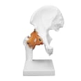thumbnail image 3 of Hip Joint Model, Coxal Bone Model Real Human Anatomy Hip Model Professional Bone Model Hip Bone Model  For Orthopedic Teacher Teaching For Orthopedic Students, 3 of 8