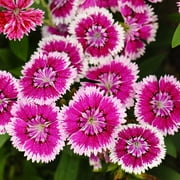 Dianthus Floral Lace Series Flower Seeds - Violet Picotee - 100 Seeds - Annual Flower Garden Seeds - Dianthus chinensis x barbatus