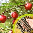 thumbnail image 4 of AURORA TRADE Natural Apple Sticks Pet Snacks Chew Toys for Guinea Pigs Chinchilla Squirrel Rabbits Hamster Guinea Pigs, 20/40/60PCS, 4 of 7