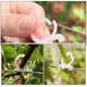thumbnail image 3 of SHOWERORO 500Ud Soportes Para Plantas Clips Plásticos Resistentes Para Vides Y Hortalizas, 3 of 7