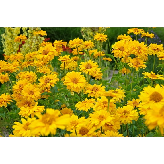 Seedville 50 Summer Sun Sundrops/ False Sunflower Flower Seed
