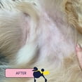 thumbnail image 4 of Bálsamo para la piel del perro Finn Skin Hero Revitalizing 50 ml, 4 of 7