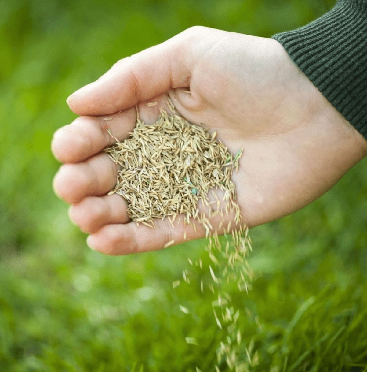 5000 Seeds Emerald Zoysia Grass Seeds for Planting, Zenith Zoysia Seeds for Lawn, Easy to Grow