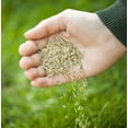 thumbnail image 6 of 3000 Seeds Emerald Zoysia Grass Seeds for Planting, Zenith Zoysia Seeds for Lawn, Easy to Grow, 6 of 6
