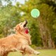thumbnail image 4 of KAKOWELY Juguete para perros, juguete masticable para perros, juguete para limpiar los dientes, juguete interactivo para cachorros, pelota de golosinas para mascotas, juguete para perros, 4 of 5