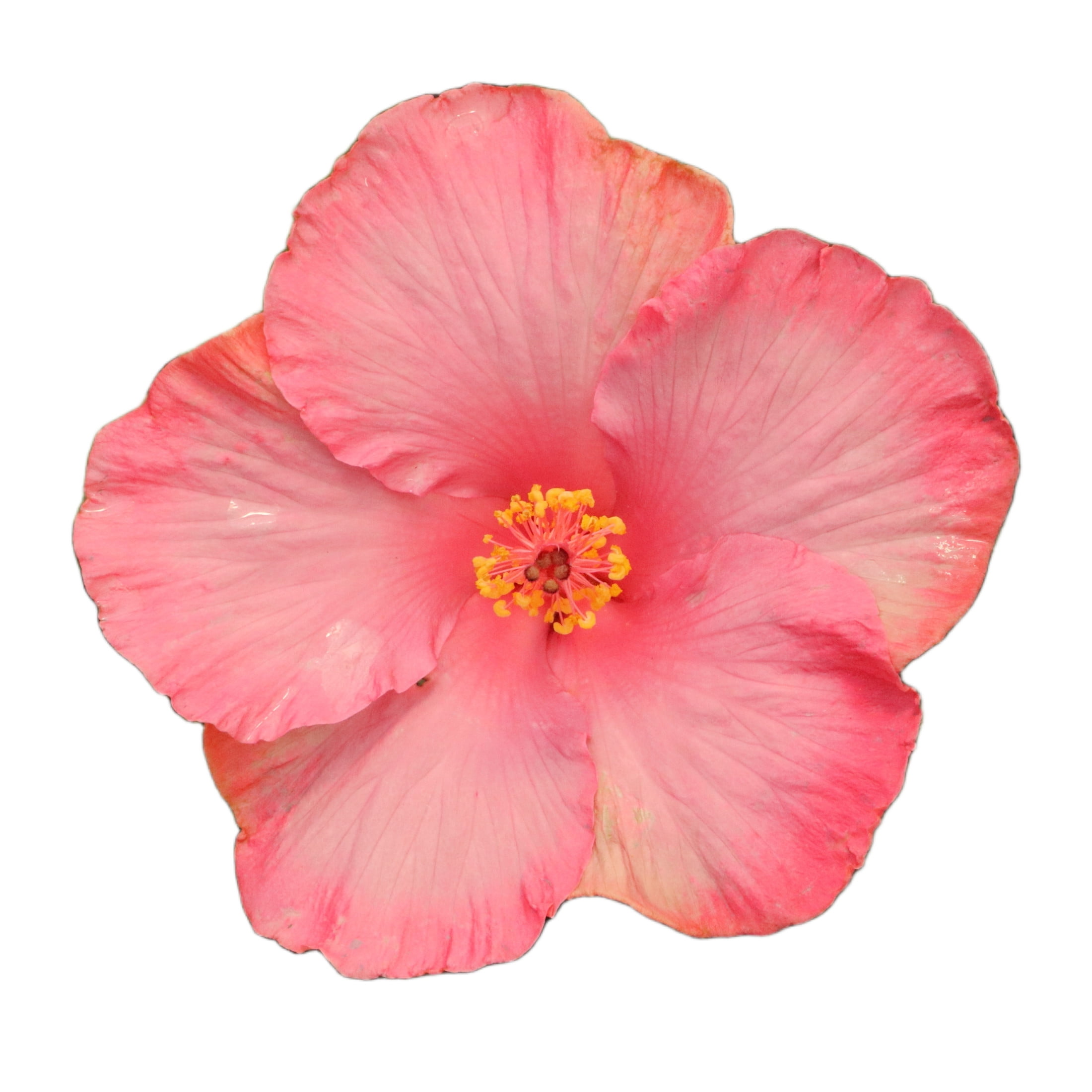 Proven Winners ColorChoice 6" Pink Hollywood Hibiscus First Lady Tropical Hibiscus Live Plant in 7.5" Pot