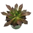 thumbnail image 4 of Black Prince Succulent - Echeveria - 2.5" Pot, 4 of 4
