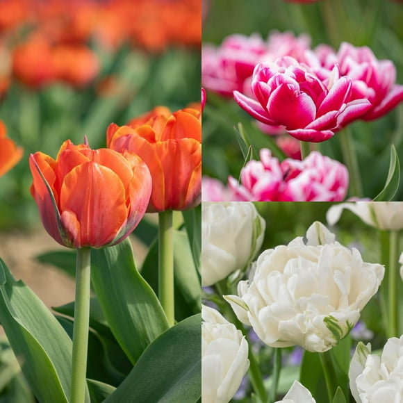 TASC Tulip Flower Bulbs-Tulip Double late & Double Early- Queensday, Mount Tacoma & Columbus(20 Bulbs)