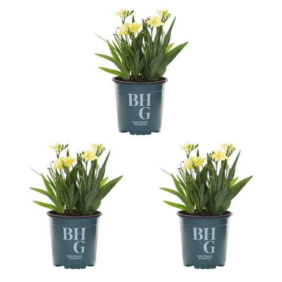 Better Homes & Gardens 2QT Multicolor Freesia Live Perennial Plant Sun 3-Pack