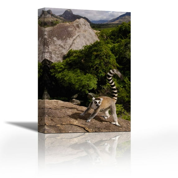 Ring-tailed Lemur, near Andringitra Mountains, Madagascar - Contemporary Fine Art Giclee on Canvas Gallery Wrap - wall décor - Art painting - 24 x 36 Inch - Ready to Hang