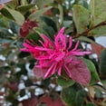 thumbnail image 5 of Tropical Plants of Florida 20" to 24" Loropetalum Plum Delight Plant; Purple Flowering Bush, 5 of 5