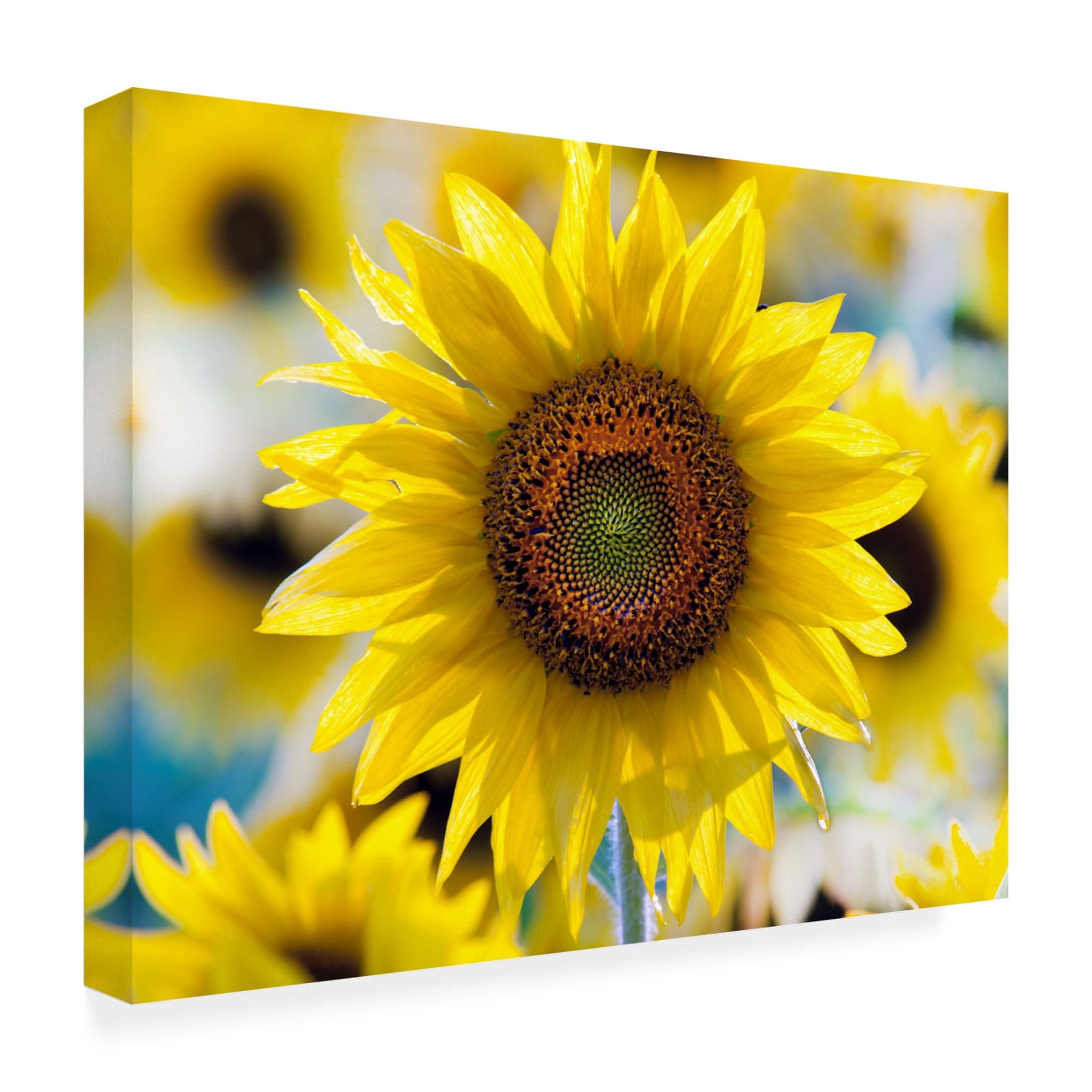 Canvas Wall Art - Clive Branson 'Sunflower' Wall Art for Living Room, Bedroom, or Office Décor by Trademark Fine Art - 24 x 18 Inches