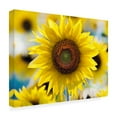 thumbnail image 2 of Canvas Wall Art - Clive Branson 'Sunflower' Wall Art for Living Room, Bedroom, or Office Décor by Trademark Fine Art - 24 x 18 Inches, 2 of 4