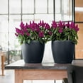 thumbnail image 3 of Lechuza Classico Self-Watering Polypropylene Indoor/Outdoor Planter, 3 of 8