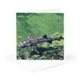 thumbnail image 5 of 3drose, White-tipped Reef Shark,triaenodon Obesus,punta Moreno Isabela Island Galapagos, 12 Greeting Cards with Envelopes, 5 of 7