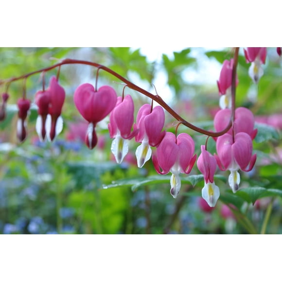 TASC Flower Bulbs- Dicentra Spectabilis Bleeding Heart