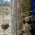 thumbnail image 4 of Northlight 4.5" Metallic Gold Glitter Feather Pine Cone Christmas Ornament, 4 of 4