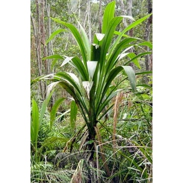 30 Forest Cabbage Palm Tree Seeds for Planting - Cordyline banksii