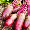 thumbnail image 2 of Cylindra Beet Seeds - 8 Gram Packet - Non-GMO, Heirloom - Vegetable Garden, Microgreens, Root Crop, 2 of 2